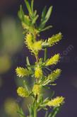 Salix hindsiana hindsiana, Sandbar Willow flowers