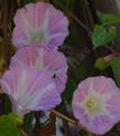 Calystegia macrostegia