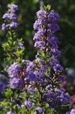 Ceanothus Blue Jeans denim blue flowers.