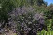 Ceanothus Blue Jeans is fairly safe from deer and makes a decent small hedge.