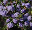 Ceanothus Blue Jeans flowers