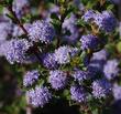 Ceanothus Blue Jeans flowers - grid24_24