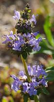 Salvia Daras Choice is probably a hybrid between Salvia mellifera and Salvia sonomensis
