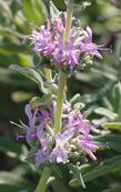 Salvia leucophylla Point Sal, Purple sage flowers - grid24_24