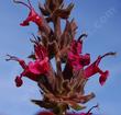 Salvia spathacea, Hummingbird Sage, don't the flowers  look edible? - grid24_24