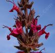 Salvia spathacea, Hummingbird Sage, don't the flowers  look edible?