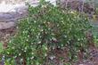 Arctostaphylos hookeri Wayside Manzanita, Monterey Manzanita grows well in full sun in coastal gardens, but will tolerate more shade than most manzanitas. A very nice 1-2 ft. high ground cover. - grid24_24