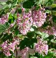 Ribes sanguineum glutinosum,  Pink-Flowered Currant.  with masses of pink flowers