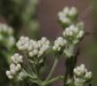 Gnaphalium californicum California Pearly Everlasting - grid24_24