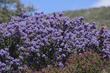 Ceanothus Julia Phelps with purple flowers behind Ceanothus Celestial Blue. - grid24_24
