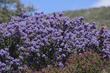 Ceanothus Julia Phelps with purple flowers behind Ceanothus Celestial Blue.