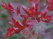 Arctostaphylos pajaroensis, Paradise Manzanita fiery pink flowers. - grid24_24