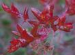 Arctostaphylos pajaroensis, Paradise Manzanita fiery pink flowers.