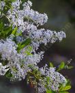 Ceanothus spinosus,  Redheart, Greenbark Ceanothus. Ain't common names wonderful? - grid24_24