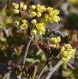 Rhus trilobata,  Skunkbush Sumac, Skunk Bush, Lemonade Berry Plant. Funny how it was used as a beverage but called skunk bush. No sense of smell? - grid24_24