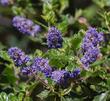 Ceanothus tomentosus, Woolly Leaf Mtn. Lilac has deep blue flowers. - grid24_24