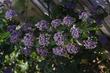 Ceanothus gloriosus Hearts Desire groundcover Mountain Lilac sprawls along at about one tall.