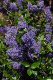 Ceanothus oliganthus oliganthus close up of flower. - grid24_24