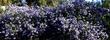 Ceanothus oliganthus oliganthus as a hedge. - grid24_24