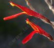 Chuparosa- Beloperone californica (Justica californica) flower