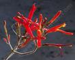 Beloperone californica, Chuparosa is a weird stick with flowers.