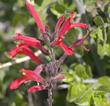 Chuparosa- Beloperone californica (Justica californica)