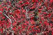 A mass of Beloperone californica, (Justicia california) 