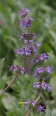 Salvia Bee's Bliss flower spike.