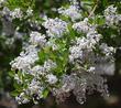 Ceanothus spinosus,  Red-Heart Mountain Lilac. flowers