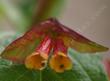 Lonicera involucrata ledebourii, Twinberry flowers were made for hummingbirds.