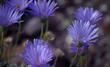 Side view of Xylorhiza tortifolia, or Machaeranthera tortifolia,  Mojave Aster - grid24_24