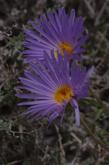 Xylorhiza tortifolia, or Machaeranthera tortifolia, Mojave Aster flower.