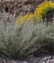 Hyptis emoryi and Encelia farinosa