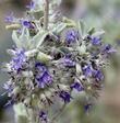 Hyptis emoryi, Desert Lavender flowers are fragrant and the foliage is fragrant. Drought resistant, but not frost tolerant Desert Lavender grows in washes east of Barstow.