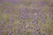 A field of Thistle Sage - grid24_24