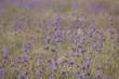 A field of Thistle Sage