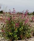 Penstemon pseudospectablis, Desert Penstemon out in Barstow. - grid24_24