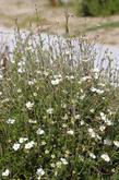 Fallugia paradoxa,  Apache Plume in a garden. - grid24_24