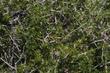 water jacket, Anderson thornbush, boxthorn, wolfberry, desert wolfberry, Anderson wolfberry, Anderson's wolfberry. Lycium andersonii 