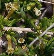 Lycium andersonii flowers
