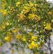 Larrea tridentata (creosote bush) on a dry year. In a California garden  Creosote loves drought and hates regular rainfall or irrigation after the first year. Very drought tolerant, heat tolerant and evergreen.