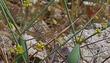Eriogonum inflatum, the Desert Trumpet flowers and bladder.