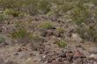 Opuntia basilaris, east of Barstow  - grid24_24