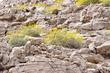 Encelia farinosa  Brittlebush, Goldenhills, Incienso growing on limestone in the California desert east of Barstow.