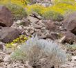 Salvia funerea. Death Valley Sage bush in eastern Mojave Desert