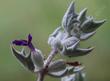 Salvia funerea. Death Valley Sage side view