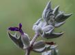 Salvia funerea. Death Valley Sage side view - grid24_24