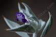 Salvia funerea flower closed