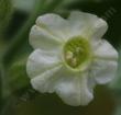 Nicotiana obtusifolia desert tobacco flower
