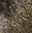 Thamnosma-montana-Turpentine-Bush